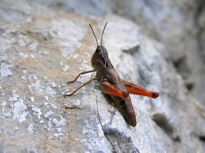 Chorthippus (Glyptobothrus) alticola